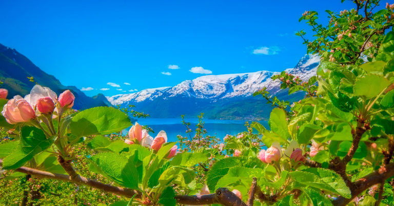 Appleflowers in Hardanger