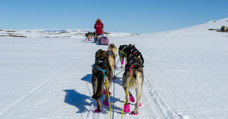 Hundesledetur på Hardangervidda