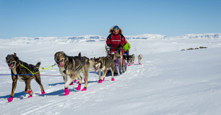 Hundesledetur på Hardangervidda