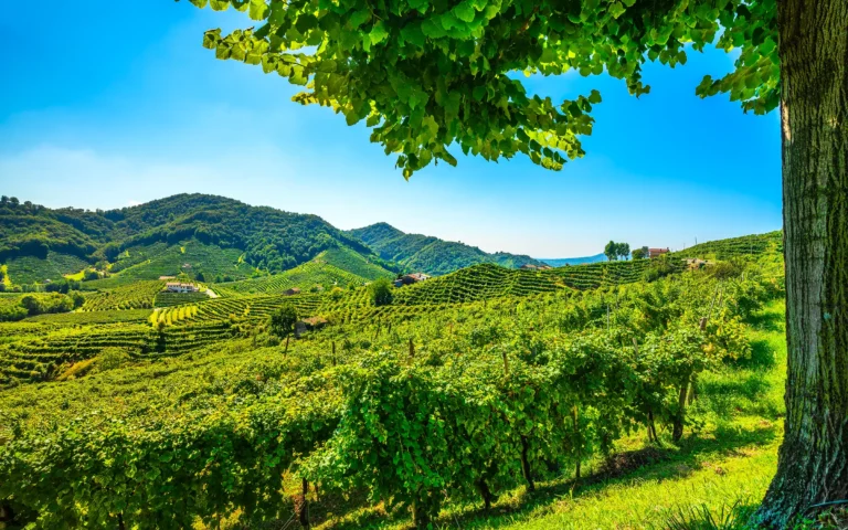 Guia, Prosecco, Veneto, Italia