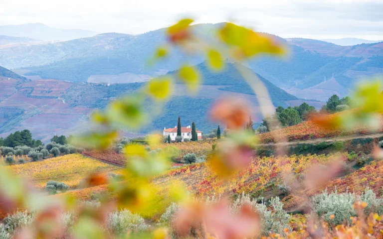 Fottur i Duoro-dalen i Portugal - vin, kultur og UNESCO-arv